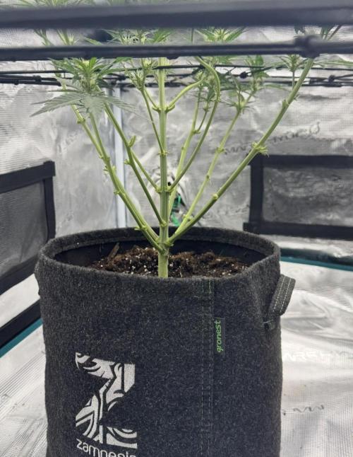 Dark😈 SweetSeeds. Week 5