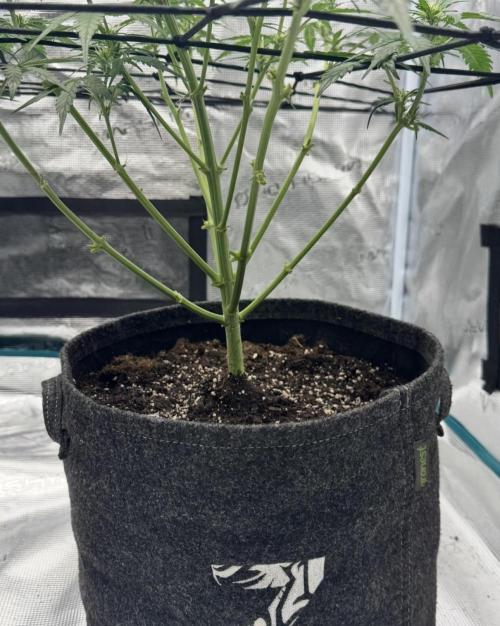 Dark😈 SweetSeeds. Week 5