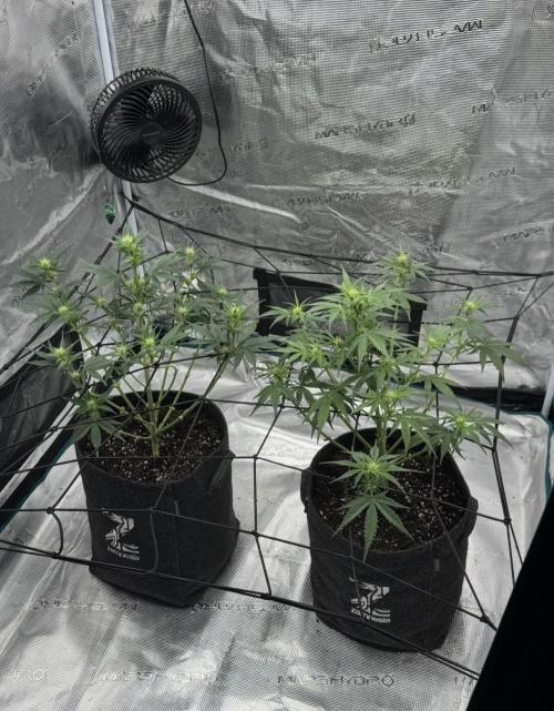 Dark😈 SweetSeeds. Week 5