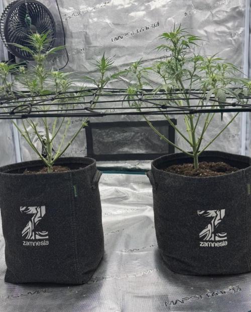 Dark😈 SweetSeeds. Week 5