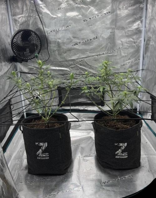 Dark😈 SweetSeeds. Week 5