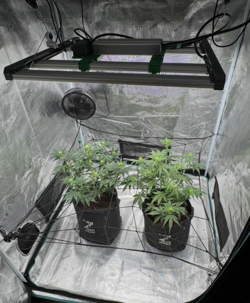 Dark😈 SweetSeeds. Week 5