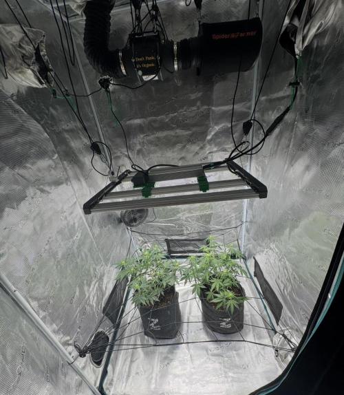 Dark😈 SweetSeeds. Week 5