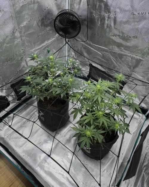 Dark😈 SweetSeeds. Week 5