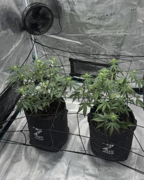 Dark😈 SweetSeeds. Week 5