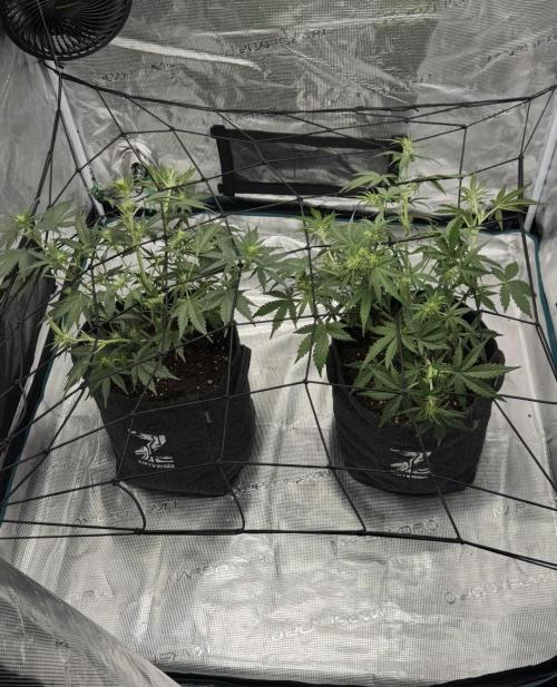 Dark😈 SweetSeeds. Week 5