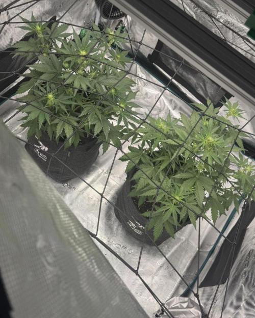 Dark😈 SweetSeeds. Week 5