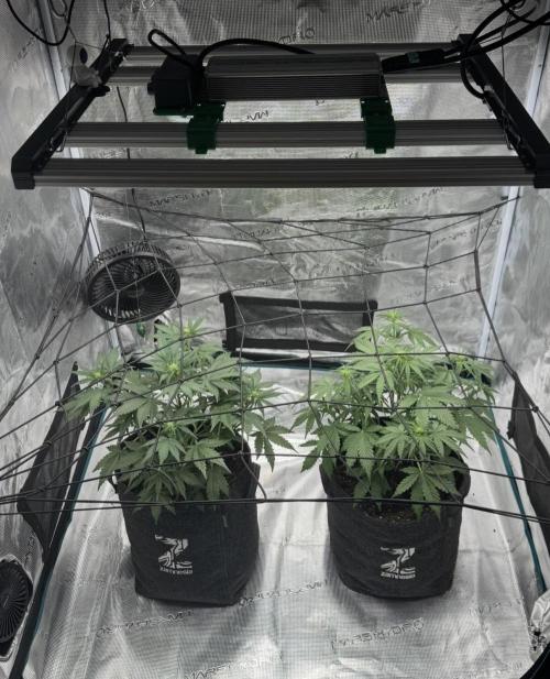 Dark😈 SweetSeeds. Week 5