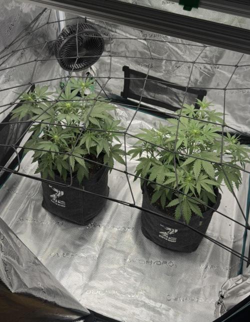 Dark😈 SweetSeeds. Week 5