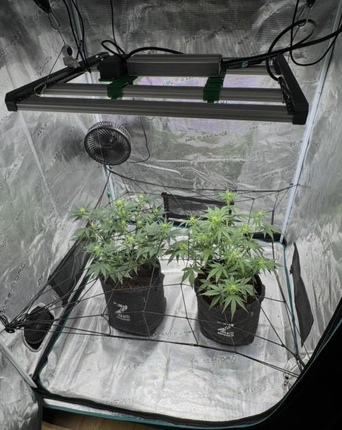 Dark😈 SweetSeeds. Week 5