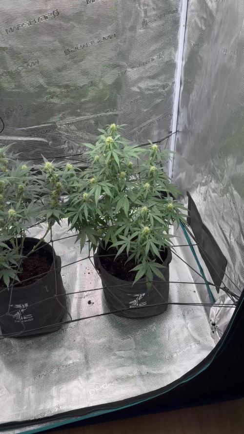 Dark😈 SweetSeeds