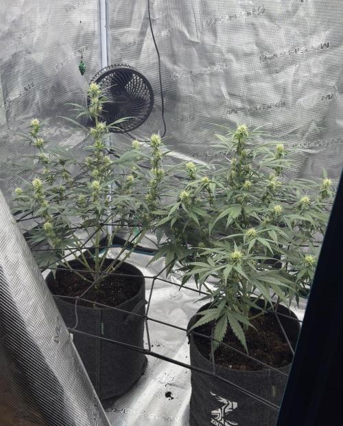 Dark😈 SweetSeeds. Week 6