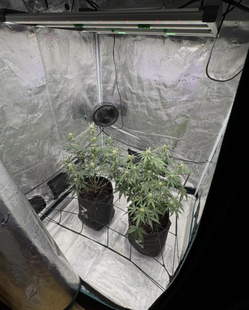 Dark😈 SweetSeeds. Week 6
