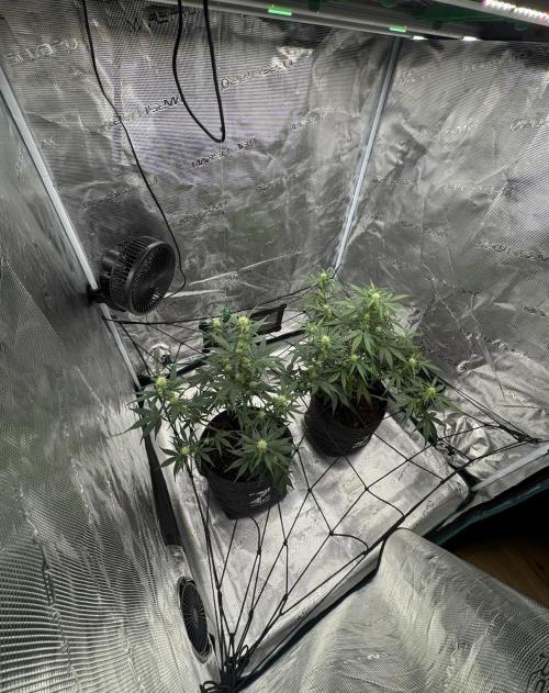 Dark😈 SweetSeeds. Week 6