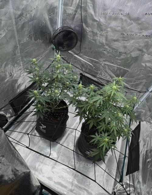 Dark😈 SweetSeeds. Week 6
