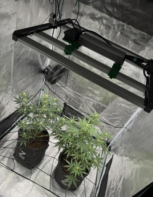 Dark😈 SweetSeeds. Week 6