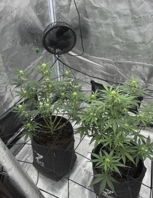 Dark😈 SweetSeeds. Week 6