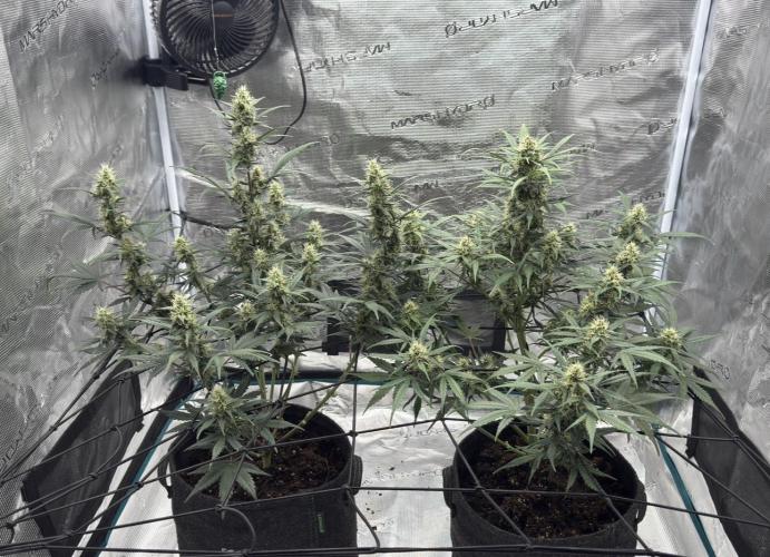 Dark😈 SweetSeeds. Week 7