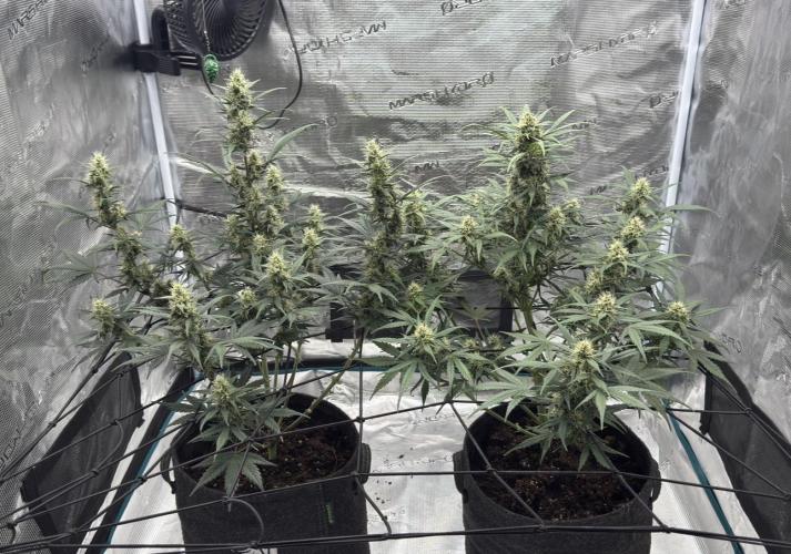 Dark😈 SweetSeeds. Week 7