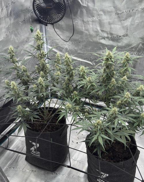 Dark😈 SweetSeeds. Week 7