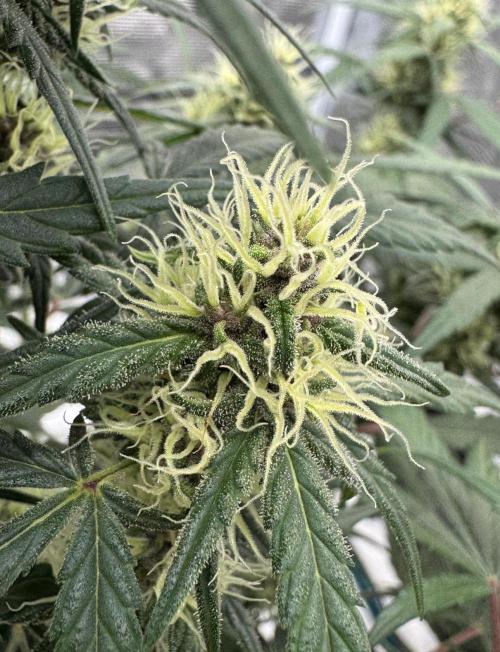 Dark😈 SweetSeeds. Week 7