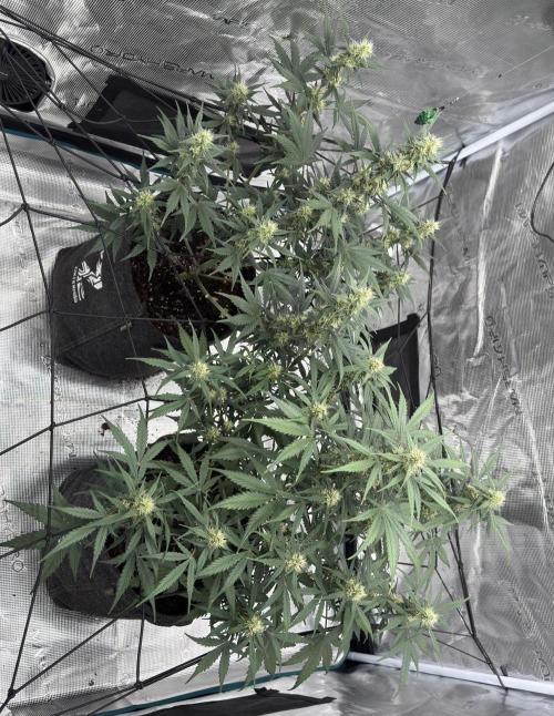 Dark😈 SweetSeeds. Week 7