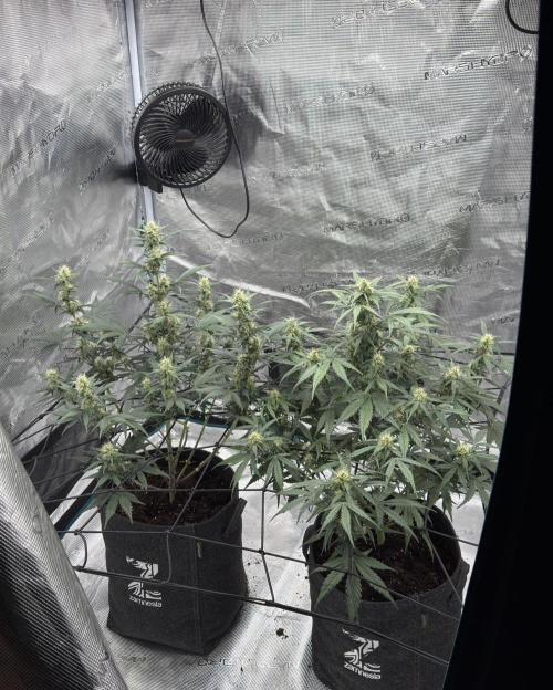 Dark😈 SweetSeeds. Week 7