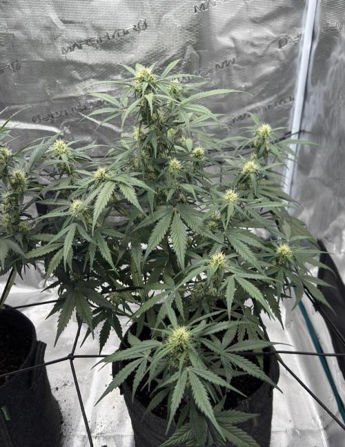 Dark😈 SweetSeeds. Week 7