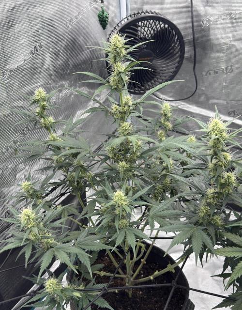 Dark😈 SweetSeeds. Week 7