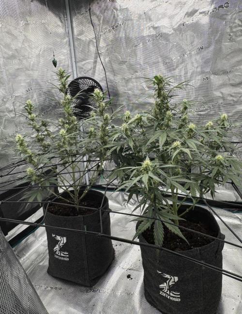 Dark😈 SweetSeeds. Week 7