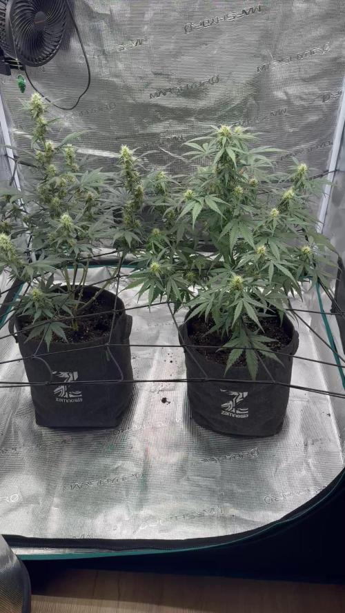 Dark😈 SweetSeeds
