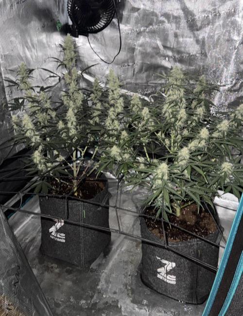 Dark😈 SweetSeeds. Week 8