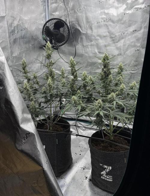 Dark😈 SweetSeeds. Week 8