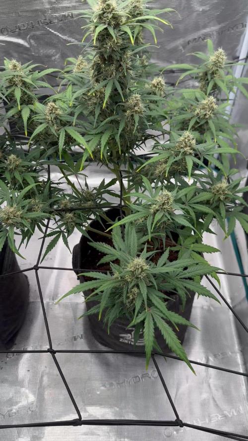 Dark😈 SweetSeeds