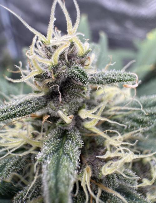 Dark😈 SweetSeeds. Week 8