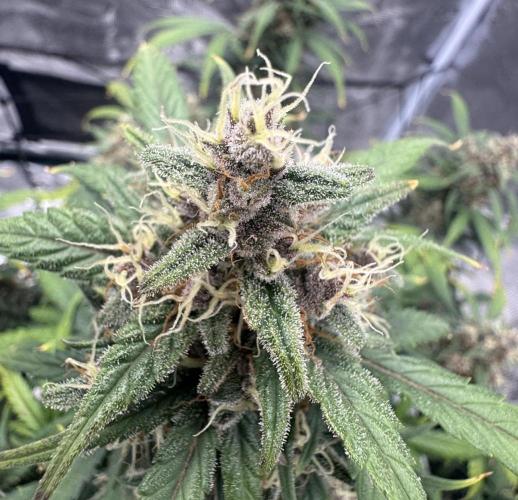 Dark😈 SweetSeeds. Week 9