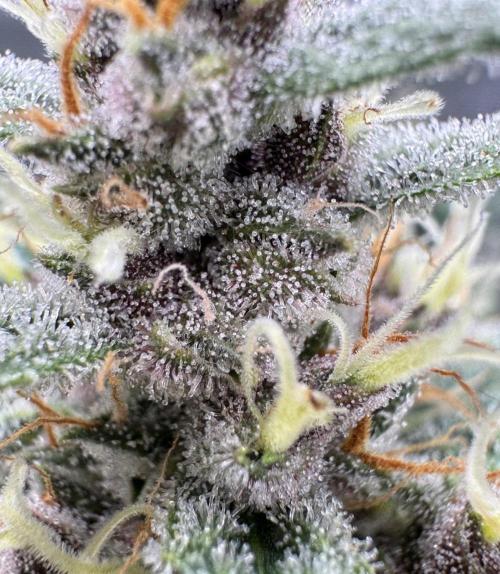 Dark😈 SweetSeeds. Week 9