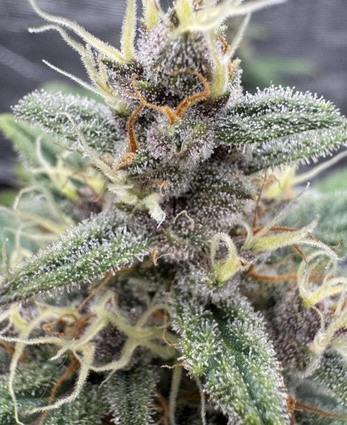 Dark😈 SweetSeeds. Week 9