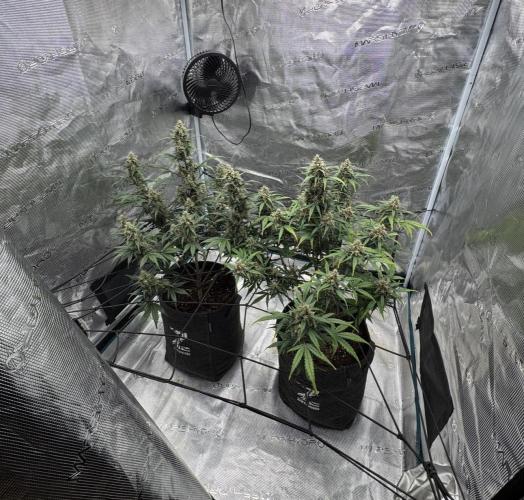 Dark😈 SweetSeeds. Week 9