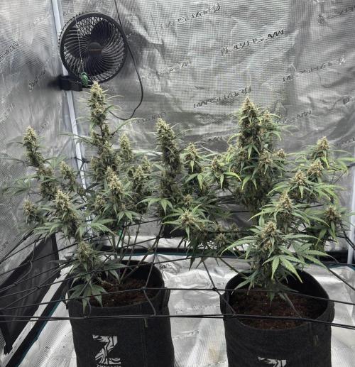 Dark😈 SweetSeeds. Week 9