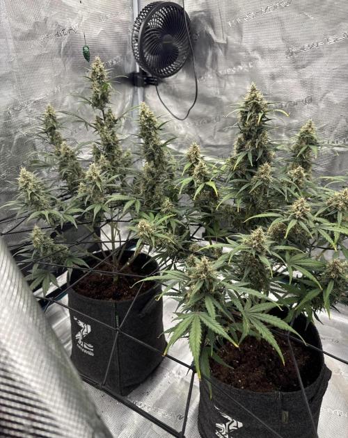 Dark😈 SweetSeeds. Week 9