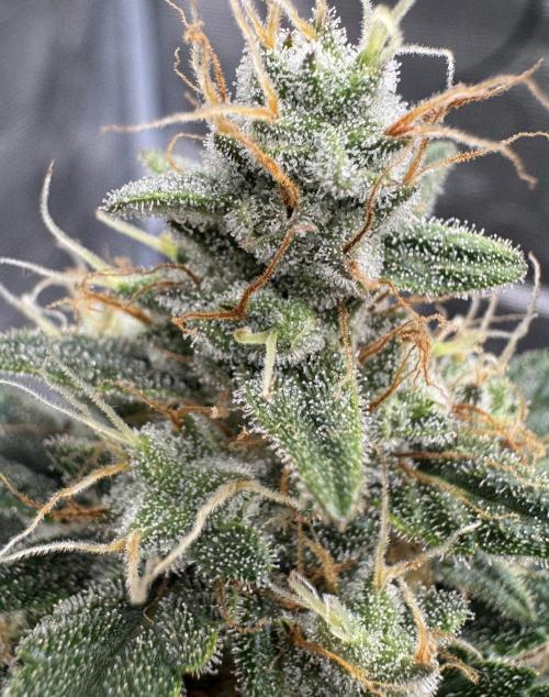 Dark😈 SweetSeeds. Week 9