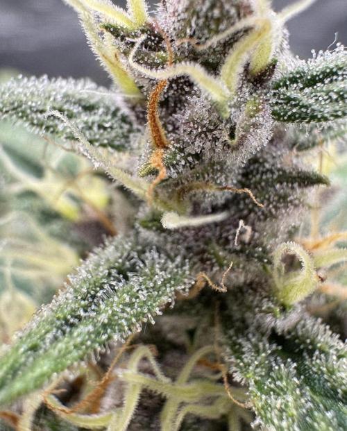 Dark😈 SweetSeeds. Week 9