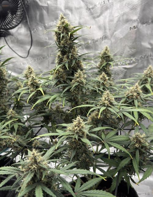 Dark😈 SweetSeeds. Week 9