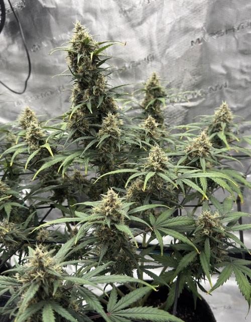 Dark😈 SweetSeeds. Week 9