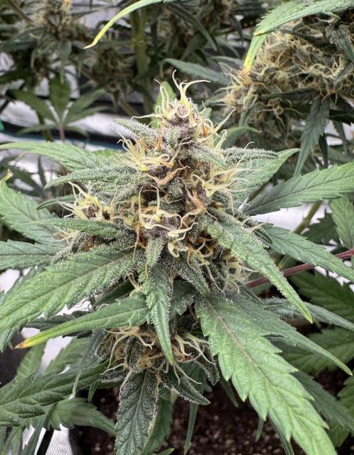 Dark😈 SweetSeeds. Week 9