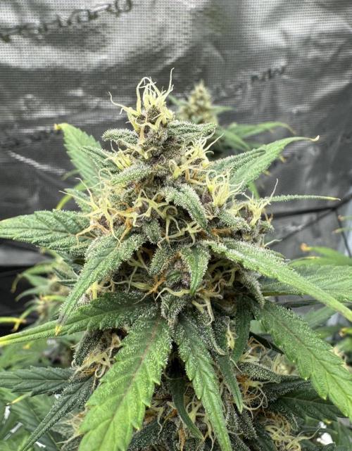 Dark😈 SweetSeeds. Week 9