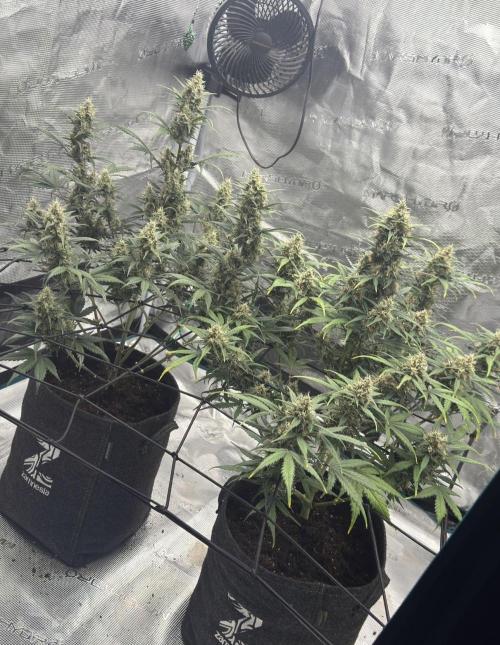 Dark😈 SweetSeeds. Week 9