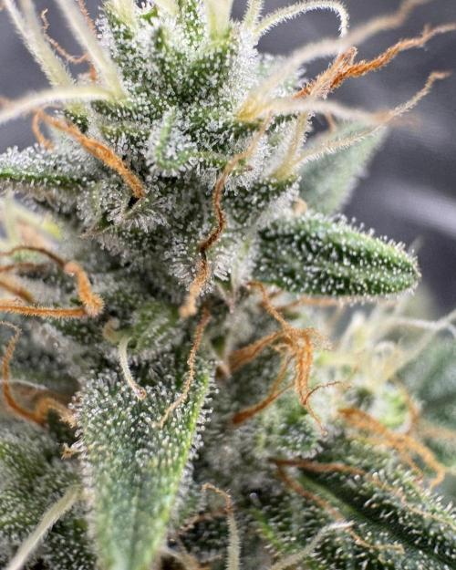 Dark😈 SweetSeeds. Week 9