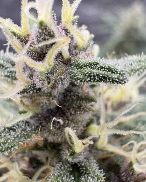 Dark😈 SweetSeeds. Week 9